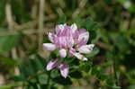 Purple crownvetch